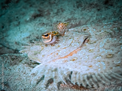 Maculated flounder  Bothus maculiferus  close-up in the Carribbean  Roatan  Bay Islands  Honduras
