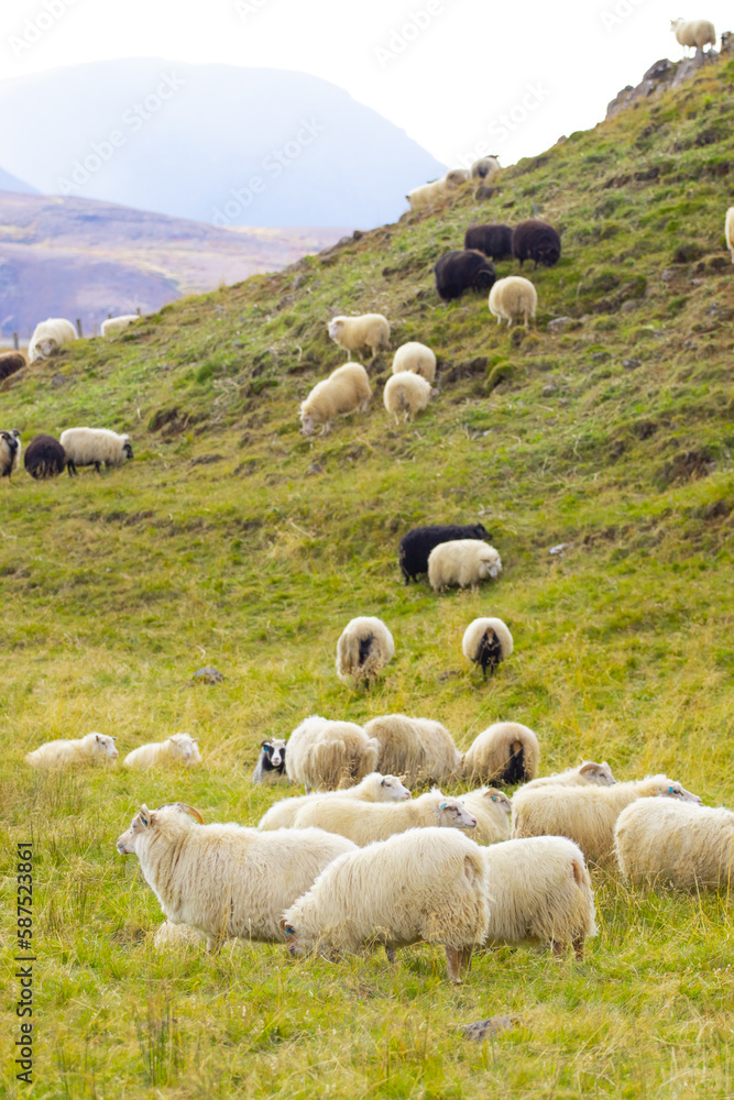 Fototapeta premium Icelandic Sheep Graze in the Mountain Meadow, Group of Domestic Animal in Pure and Clear Nature. Beautiful Icelandic Highlands. Ecologically Clean Lamb Meat and Wool Production. Scenic Area