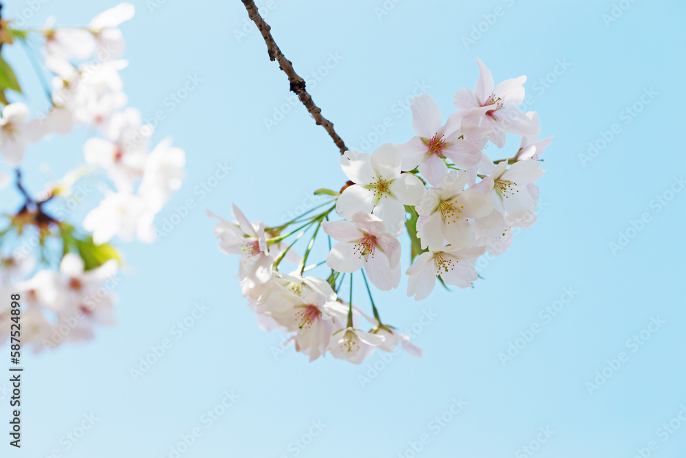 Naklejka premium さくら