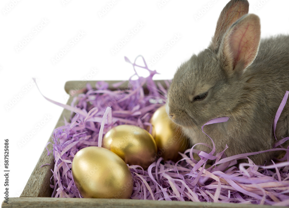 Fototapeta premium Bunny with Easter eggs in nest
