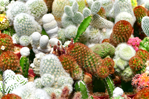 Many kind of small cactus in mixed cactus background in the open cactus farm.