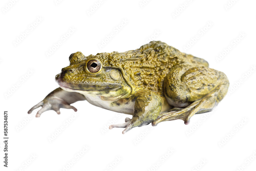 frog isolated on transparent background.PNG format frog isolated on transparent background.PNG format