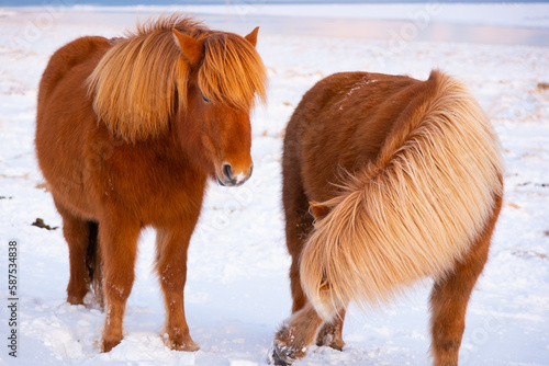 Horses at Winter Icelandic Highlands. Rural Animals in Snow Covered Meadow. Pure Nature in Iceland. Frozen North Landscape. Icelandic Horse. Ecologically Clean Area.