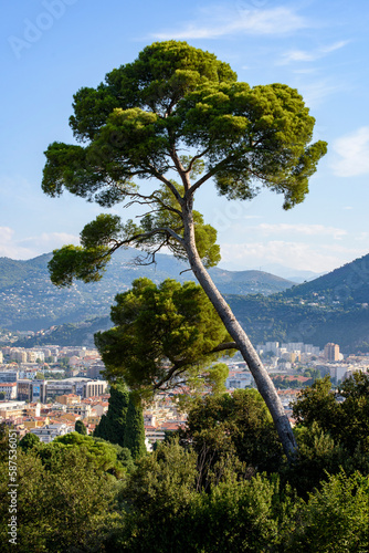 Castle hill Nice, aleppo pine tree, France