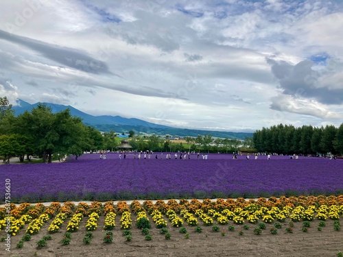 一面に広がる北海道富良野のラベンダー畑と花畑