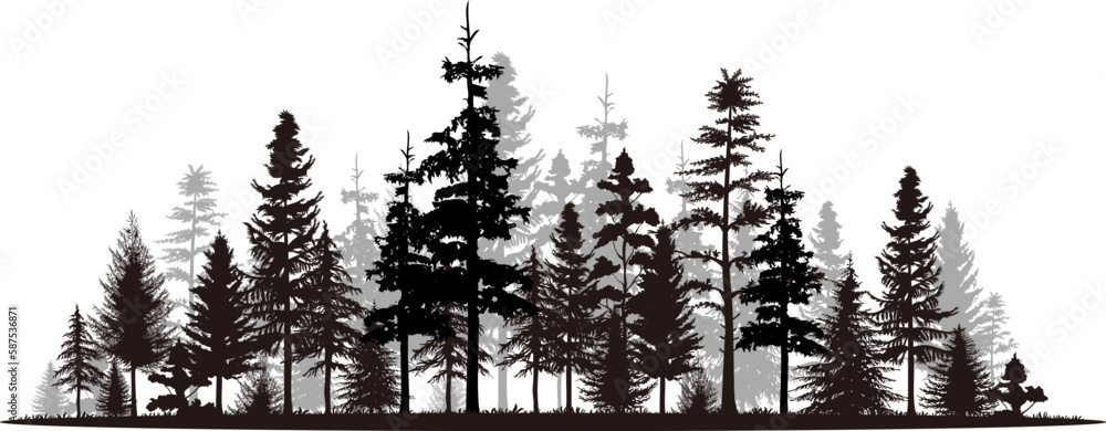 Pine tree panorama vector illustration set. Black silhouette landscape. - obrazy, fototapety, plakaty 
