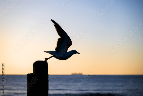 Silhouette image of seagull flying away from the wooden post.