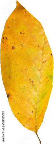 Close up of orange autumn leaf