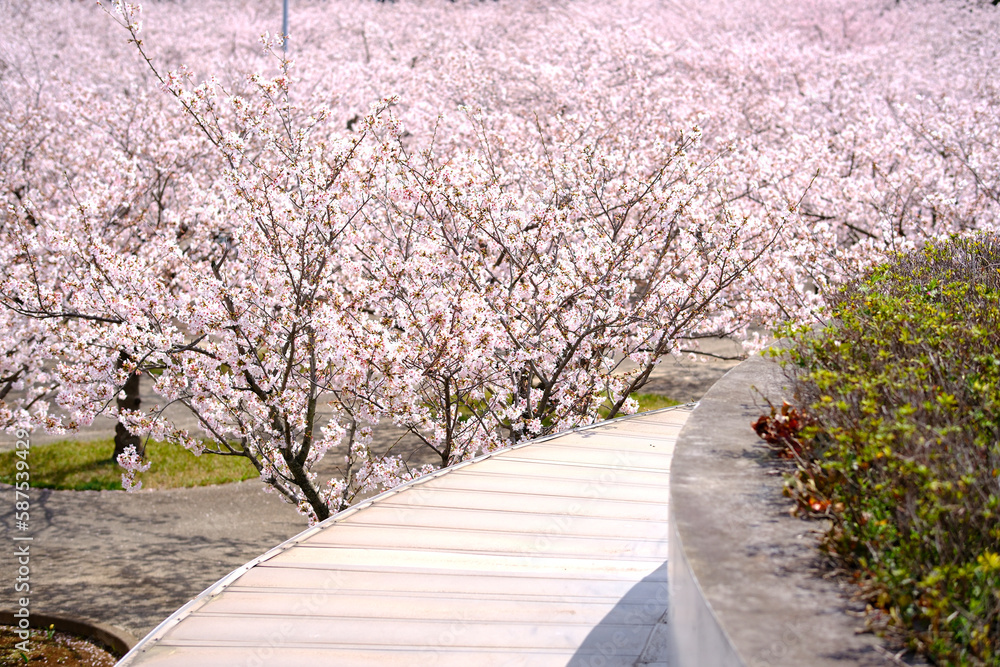 幕張の風景　さくら広場