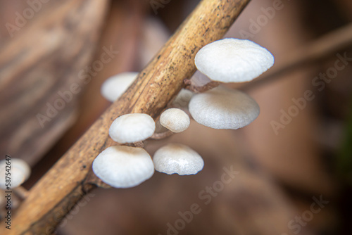 Baeospora myosura is a species of mushroom belonging to the family Tricholomataceae. It is also known as the 