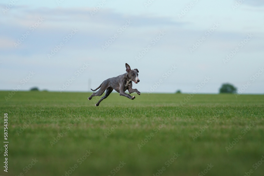 greyhound dog runs on the lawn. Whippet plays on grass. Active pet outdoors greyhound dog runs on the lawn. Whippet plays on grass. Active pet outdoors