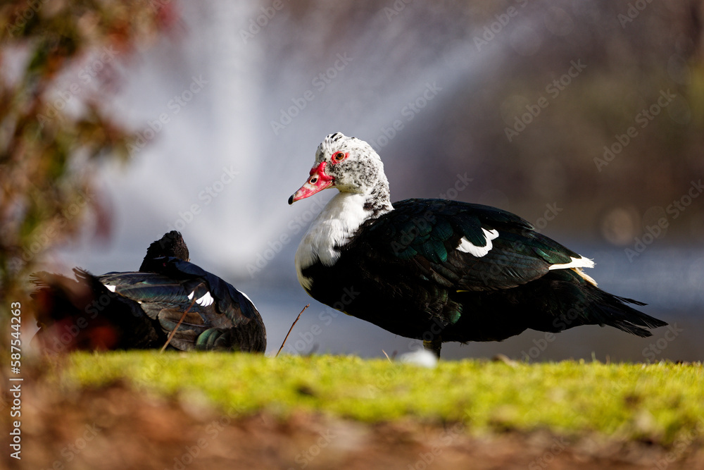 Female Muscovy duck relaxing by the Sunrise Community duck pond in Puyallup, Washington. Female Muscovy duck relaxing by the Sunrise Community duck pond in Puyallup, Washington.