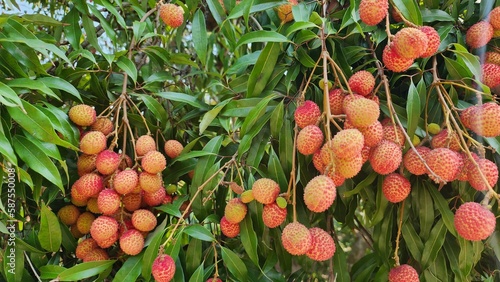 Fresh lychee fruit on the lychee tree in the garden. photo