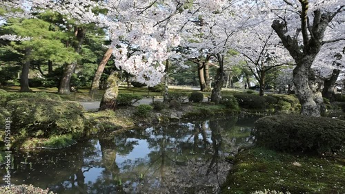 Sakura blossom trees in Kenrokuen garden, Kanazawa Japan