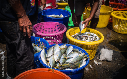 Local fishermen collect sun-dried squid at Bang Saray Wharf, Sattahip District, Thailand, March 31, 2023. photo