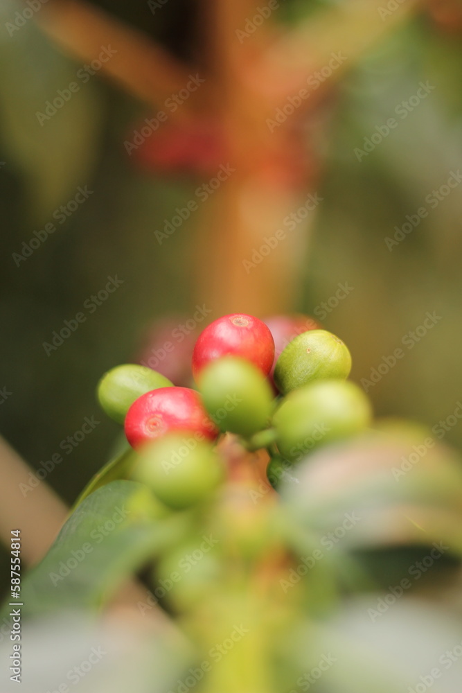 Coffee Coffee