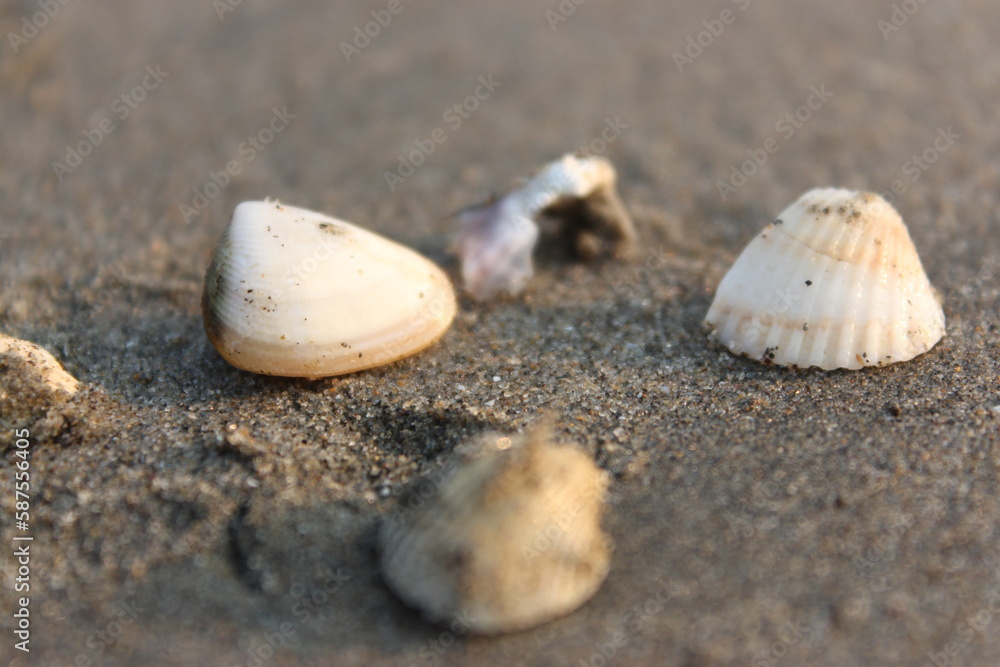 Seashell on the beach. Selective focus. Shallow depth of field. Seashell on the beach. Selective focus. Shallow depth of field.