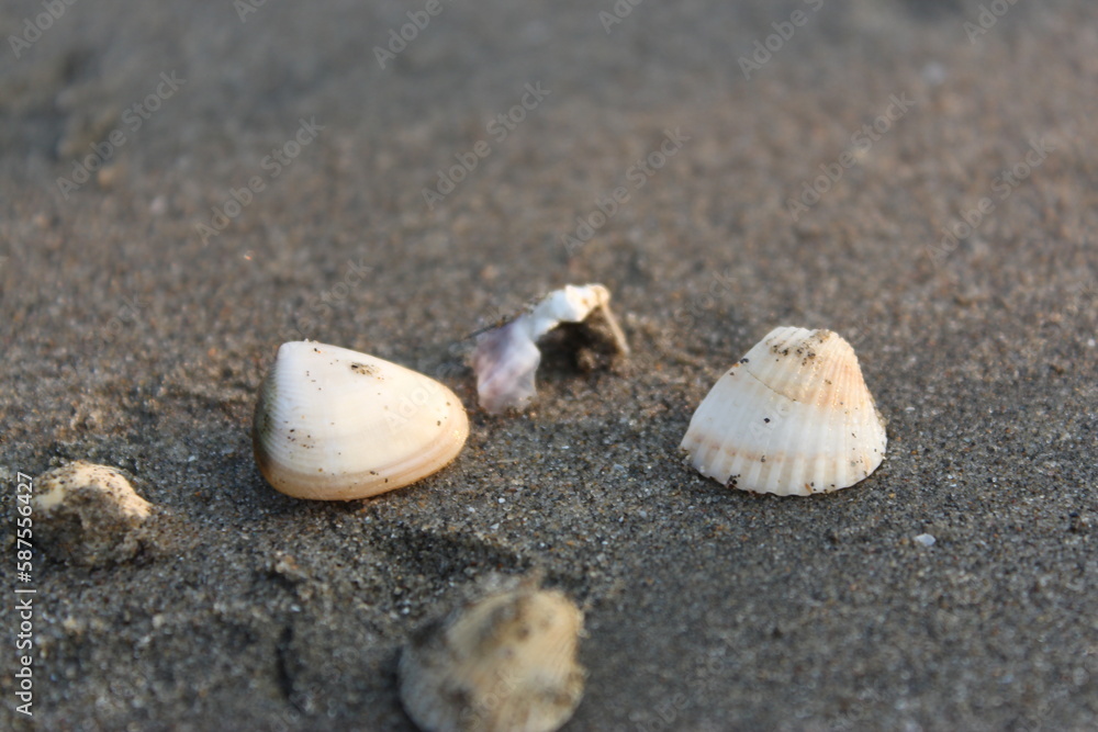 Seashell on the beach. Selective focus. Shallow depth of field. Seashell on the beach. Selective focus. Shallow depth of field.