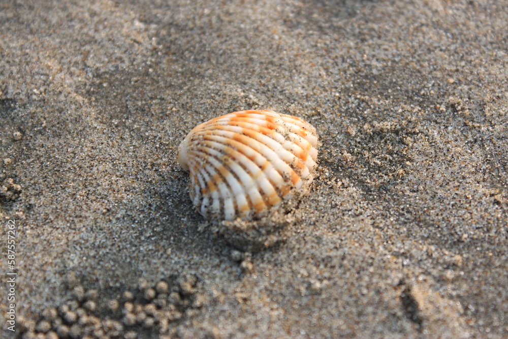 Sea shell on the sand close-up. Selective focus. Sea shell on the sand close-up. Selective focus.