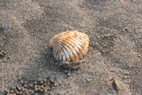 Sea shell on the sand close-up. Selective focus.