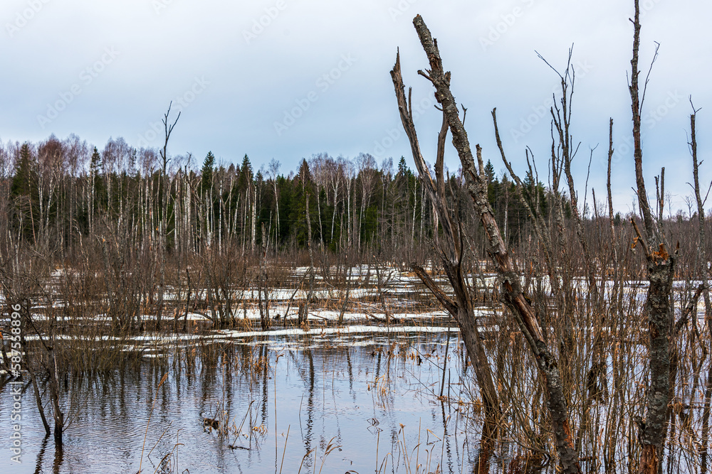  Spring landscape. Forest flooded with melt water. Overcast.