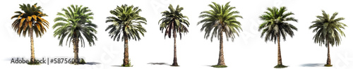 palm tree PNG. set of palm trees isolated on blank background PNG
