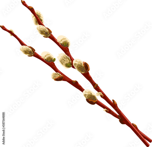 Two willow branches with buds. 
Vector illustration of branches of willow with buds. Pussy willow vector graphic on transparent background. 
Illustrations of trees in vector.
