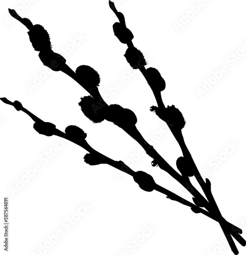 Three willow branches with buds. Shape.
Vector illustration of branches of three willow with buds. Pussy willow vector graphic on transparent background. 
Illustrations of trees in vector.