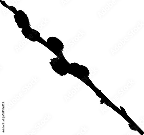 One willow branch with buds. Shape.
Vector illustration of branches of willow with buds. Pussy willow vector graphic on transparent background. 
Illustrations of trees in vector.
