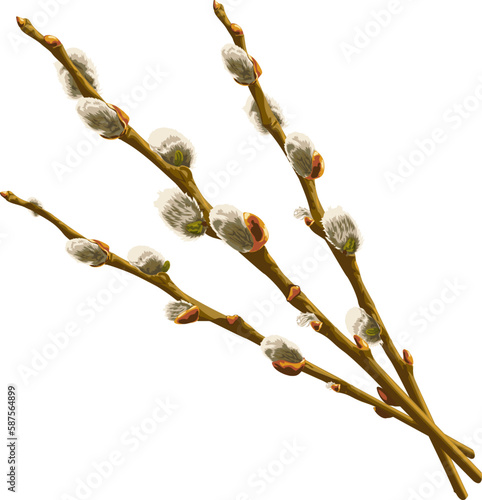 Three willow branches with buds. 
Vector illustration of branches of willow with buds. Pussy willow vector graphic on transparent background. 
Illustrations of trees in vector.