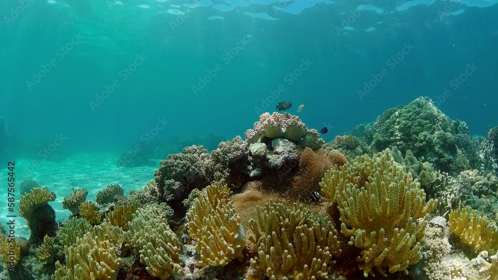 Fototapeta premium Coral Reef Fish Scene. Tropical underwater sea fish. Colourful tropical coral reef. Philippines.