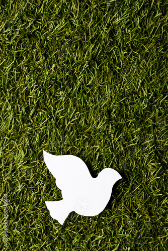 Close up of white dove with copy space on grass background