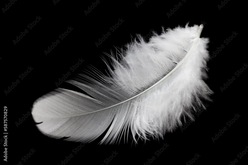 Obraz premium Fluffly White Feather Isolated on Black Background