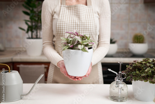 woman holding tradescantia pink clone potted plant indoors photo