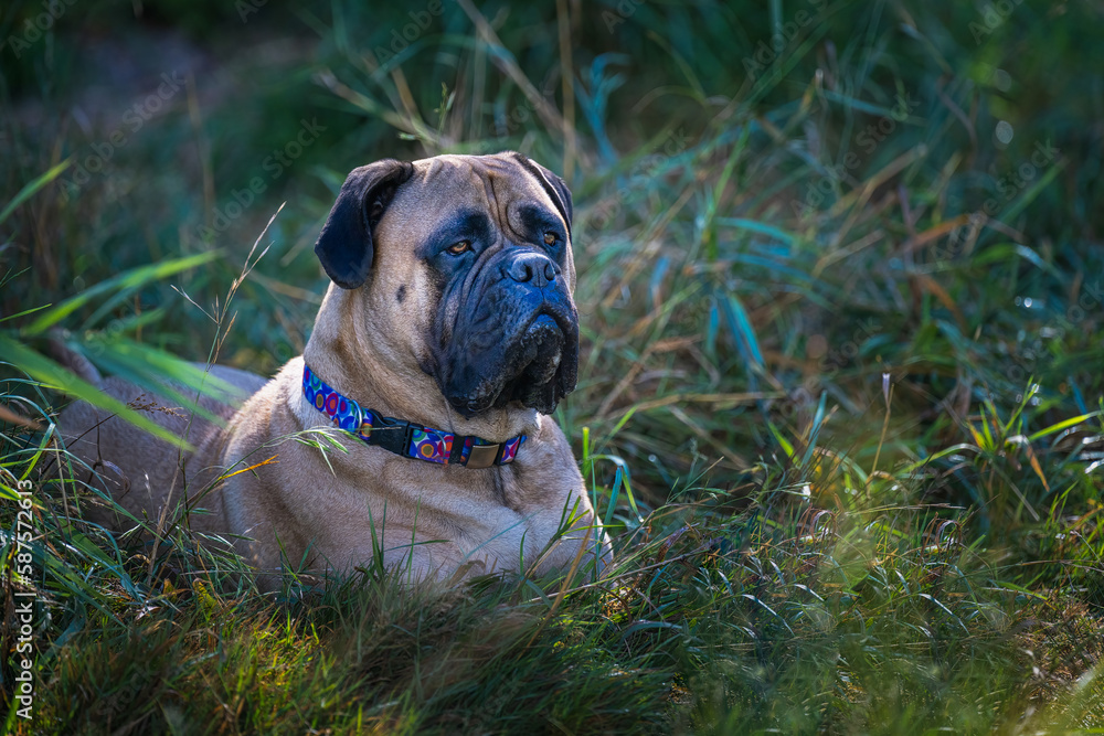 2022-09-04 LARGE BULLMASTIFF LYING IN LONG LUSH GREEN GRASS ON ALERT WITH NICE EYES WEARING A COLLAR