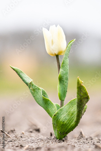 Single one tulip, lonely, captured in The Netherlands during Spring season