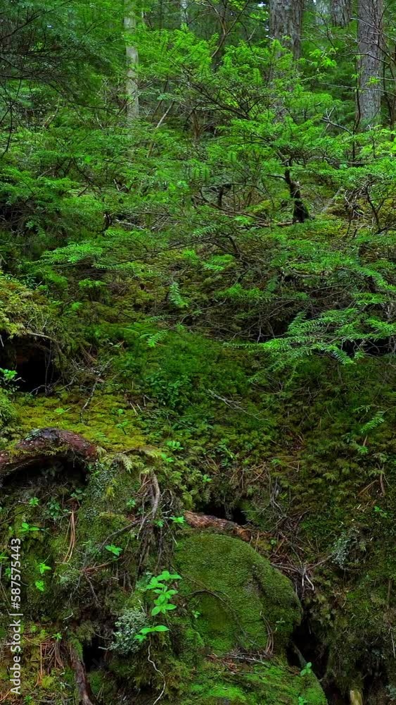 雨の日の苔の森 白駒池
雨の日の苔の森 白駒池