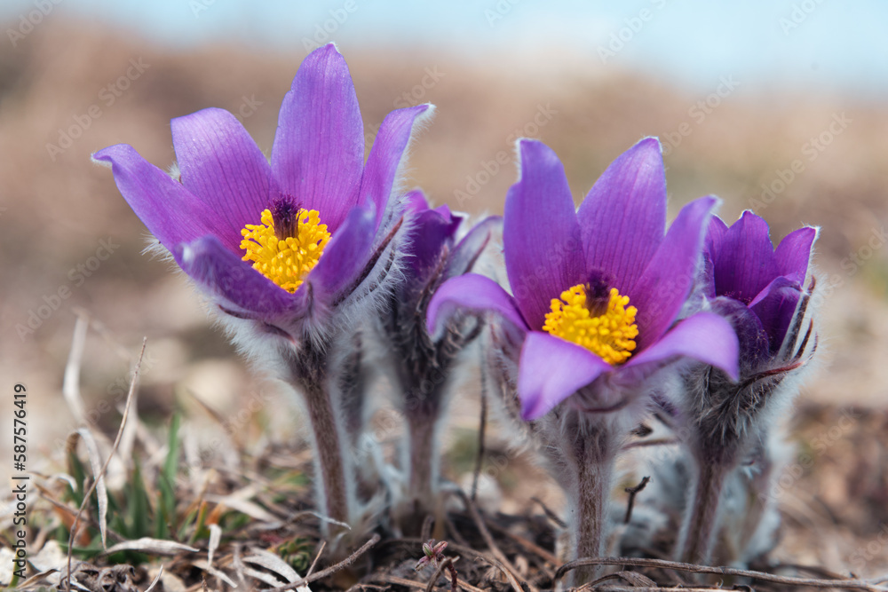 First spring flowers Pulsatilla halleri or pulsatilla taurica in nature