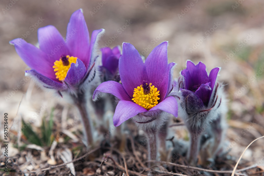 First spring flowers Pulsatilla halleri or pulsatilla taurica in nature First spring flowers Pulsatilla halleri or pulsatilla taurica in nature