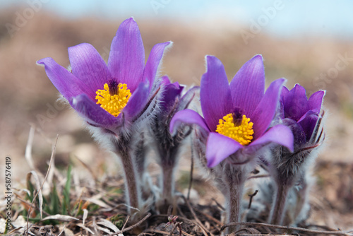 Obraz na płótnie First spring flowers Pulsatilla halleri or pulsatilla taurica in nature w salonie