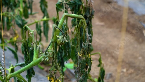 tomato crop destroyed by frost. disaster in agriculture. tomato crop compromised by bad weather. photo