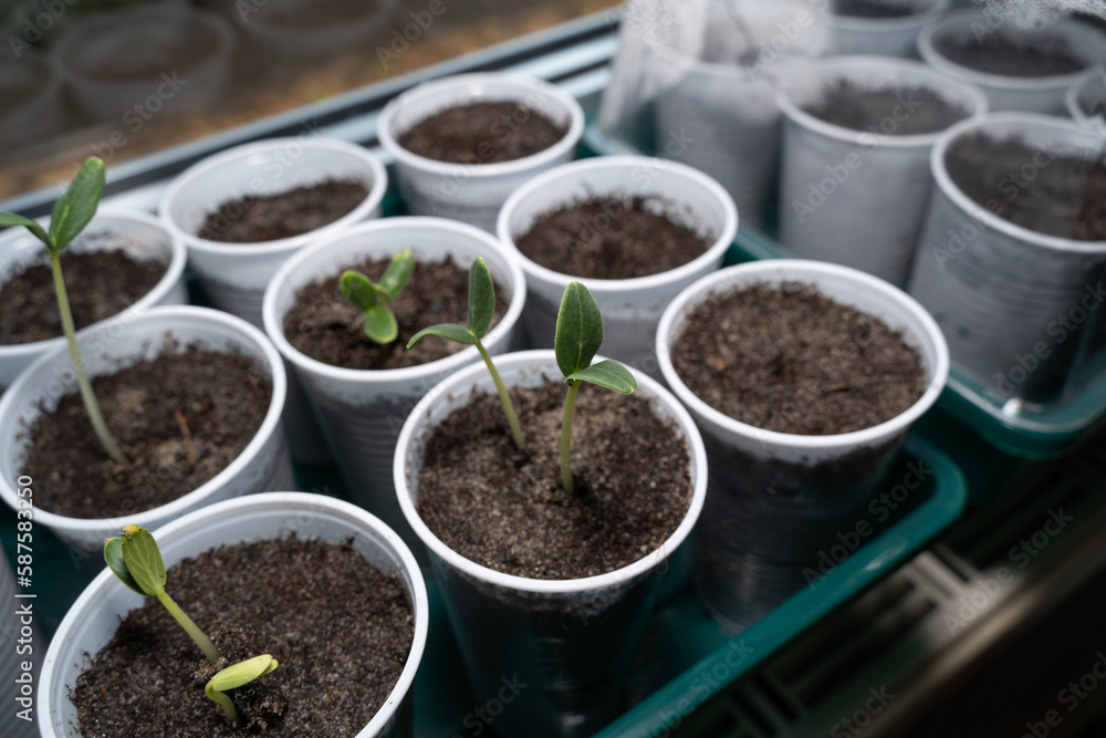 Young cucumber plants growing on the windowsill in spring Young cucumber plants growing on the windowsill in spring