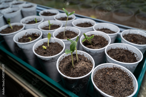 Young cucumber seedlings in cups with soil on the windowsill