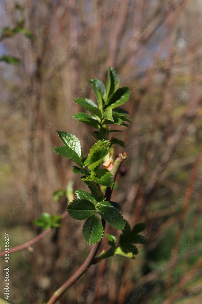 Fototapeta premium A young branch isolated against a blue background. Blue spring sky. Birch seeds and pollen