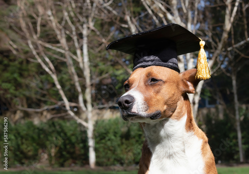 Dog with graduation hat sitting in the backyard or park on a sunny day. Funny pet themed concept for graduation celebration, training class, academic certifications or diplomas. Selective focus. © Petra Richli
