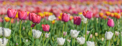 Fototapeta Naklejka Na Ścianę i Meble -  View on a field of cultivation of different varieties of blooming tulips in early spring. Banner header image.