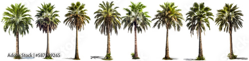 tall palm tree PNG. set of tall palm trees isolated on blank background PNG