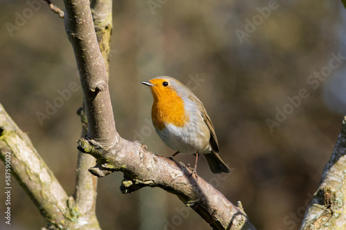 robin on a branch © TAnja