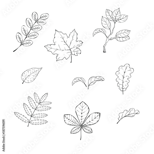 Autumn leaves set. Hand drawn illustration