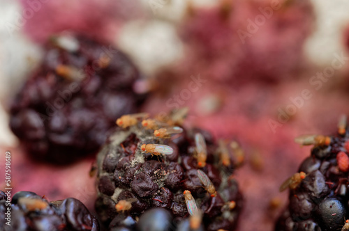 Fruit flies have found some blackberries that are going off, they are having a feast photo